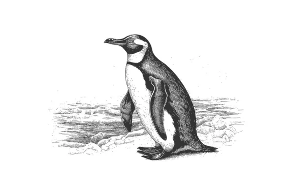Ritratto Disegnato Mano Pinguino Illustrazione Vettoriale Desing — Vettoriale Stock