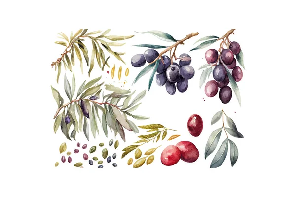 Blue Olives Watercolor Vector Illustration Desing — Stock Vector