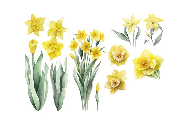 Žluté Narcisy Ručně Kreslené Akvarelem Popisování Vektorové Ilustrace — Stockový vektor
