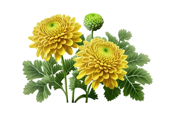 Жовті Квіти Зеленим Листям Хризантеми Векторні Ілюстрації Бажання — стоковий вектор