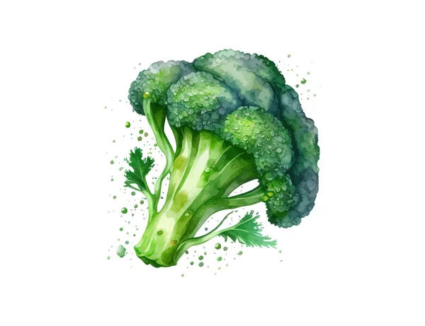 Brokolice Akvarel Popisování Vektorové Ilustrace — Stockový vektor