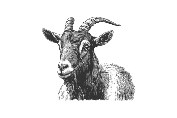 农场山羊肖像画和农场牛素描 矢量图解绘制 — 图库矢量图片