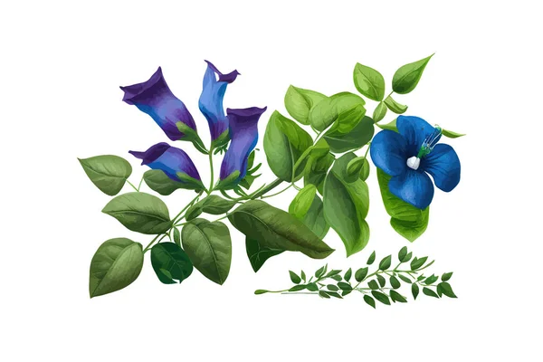 Folhas Verdes Vinhas Com Flores Azuis Pombo Asiático Desenho Ilustração —  Vetores de Stock