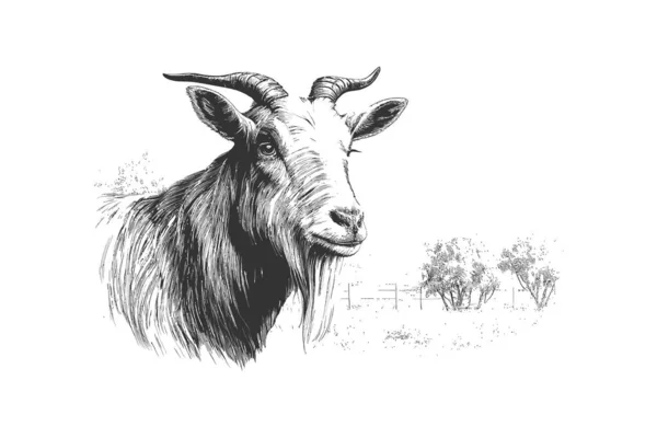 Farm Goat Portrait Drawn Sketch Farm Cattle Vector Illustration Desing — Stock Vector