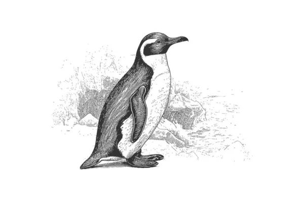 Pingvinkézzel Rajzolt Portré Vektoros Illusztráció — Stock Vector