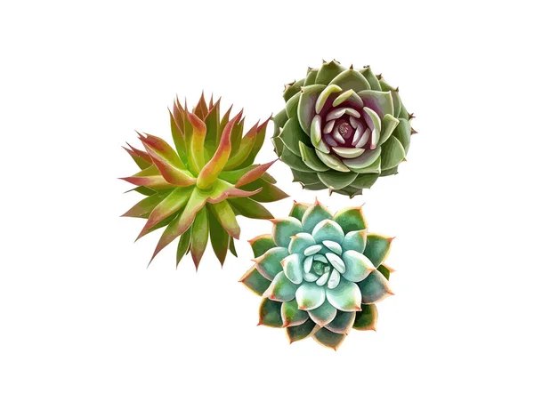 Vista Superior Pequeñas Plantas Suculentas Cactus Maceta Diseño Ilustración Vectorial — Vector de stock