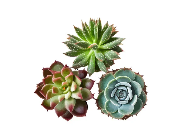 Kis Cserepes Kaktuszok Zamatos Növényeinek Csúcsa Vektoros Illusztráció — Stock Vector