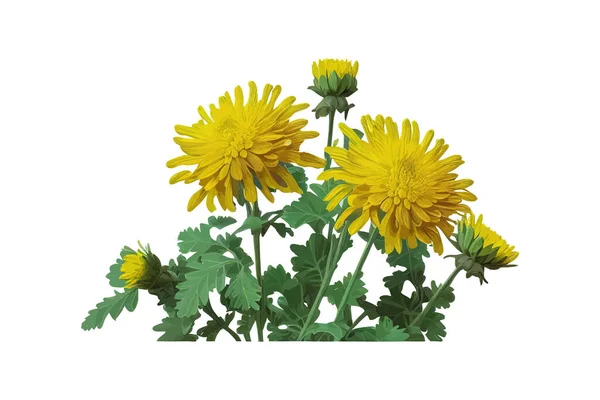 Flores Amarillas Con Hojas Verdes Crisantemo Diseño Ilustración Vectorial — Vector de stock