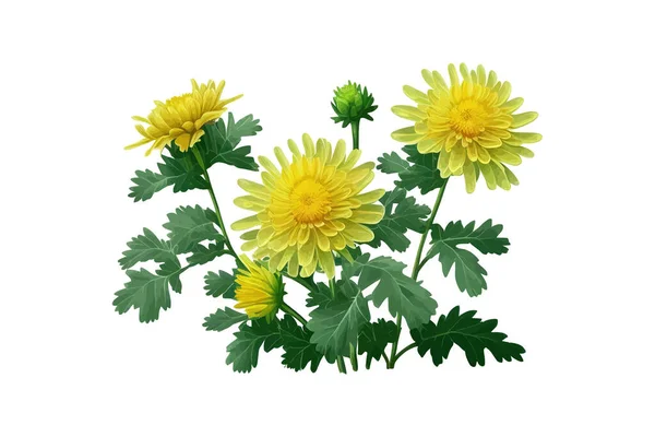 Жовті Квіти Зеленим Листям Хризантеми Векторні Ілюстрації Бажання — стоковий вектор