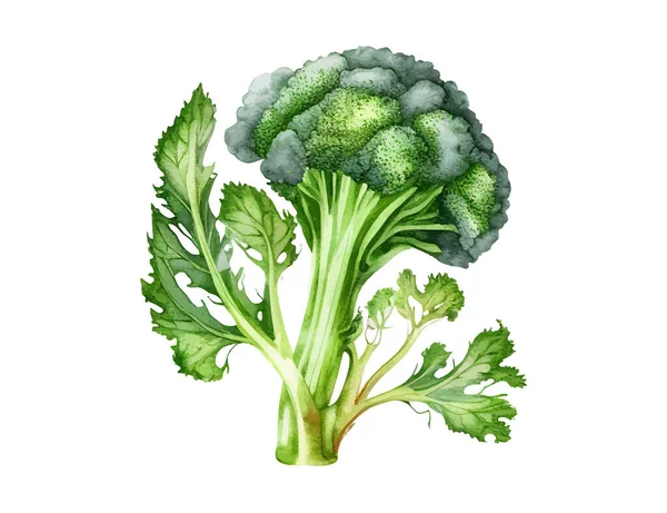 Acuarela Brócoli Diseño Ilustración Vectorial — Vector de stock