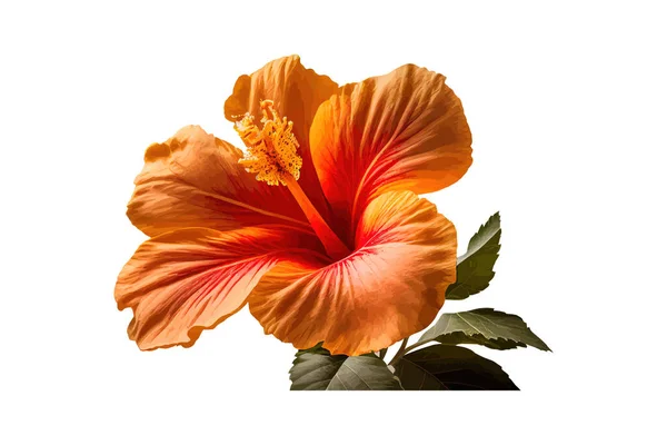 Красивый Оранжевый Цвет Hibiscus Rosa Sinensis Цветок Векторное Рисование — стоковый вектор
