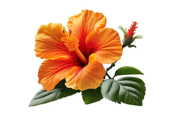 Bela Cor Laranja Flor Hibiscus Rosa Sinensis Desenho Ilustração Vetorial —  Vetores de Stock