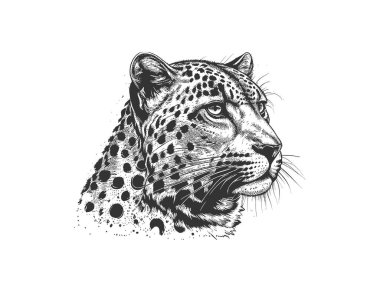 Leopar portresi, leopar kafa taslak el çizimi. Vektör illüstrasyonunu ayıklama.