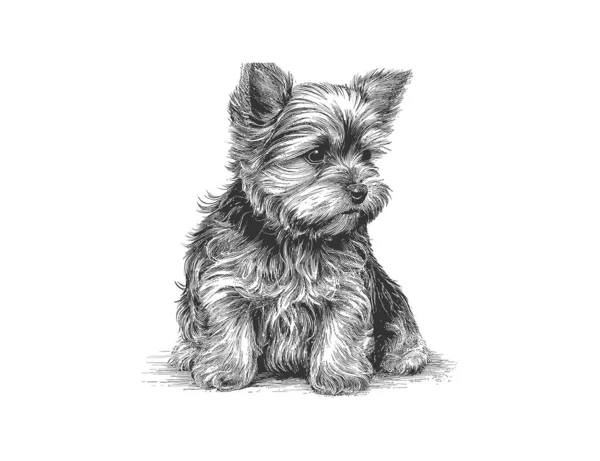 かわいいヨークシャーのテリア子犬の手を描いた ベクターイラストデザイン — ストックベクタ