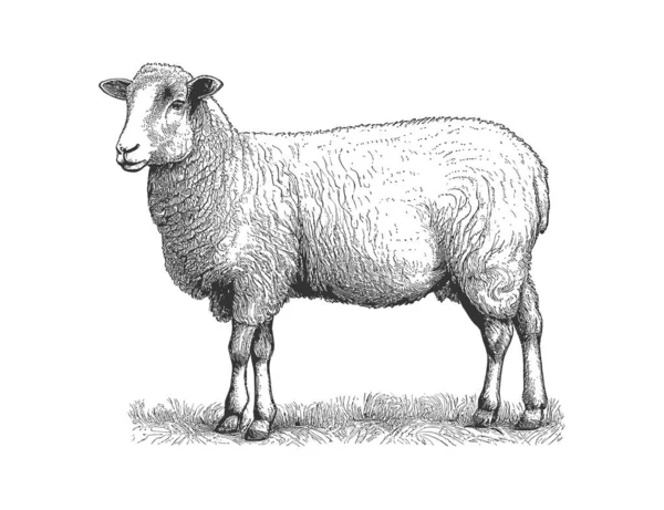 Fazenda Ovelhas Esboço Mão Desenhada Vista Lateral Agricultura Desenho Ilustração —  Vetores de Stock