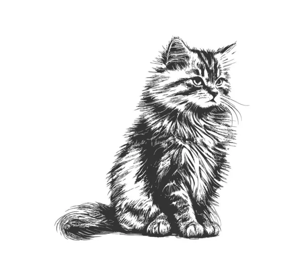 Fluffy Cat Sitting Hand Drawn Sketch Pets Vector Illustration Desing — Stock Vector