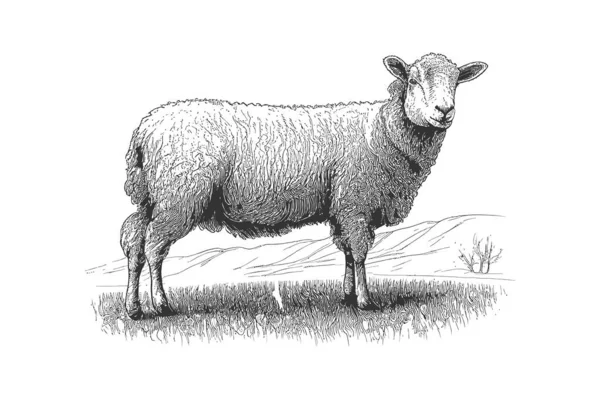 Azienda Agricola Pecore Schizzo Disegnato Mano Vista Laterale Agricoltura Illustrazione — Vettoriale Stock