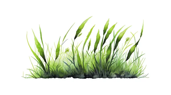 Akvarell Grönt Gräs Isolerad Vit Bakgrund Vektor Illustration Desing — Stock vektor
