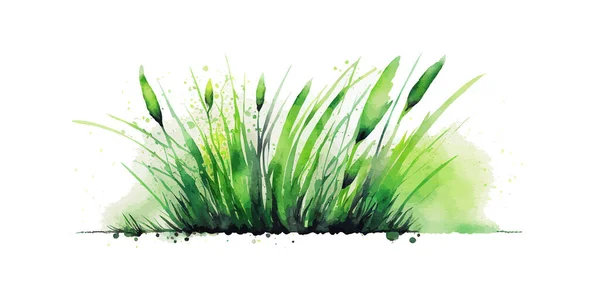 Acquerello Erba Verde Isolato Sfondo Bianco Illustrazione Vettoriale Desing — Vettoriale Stock