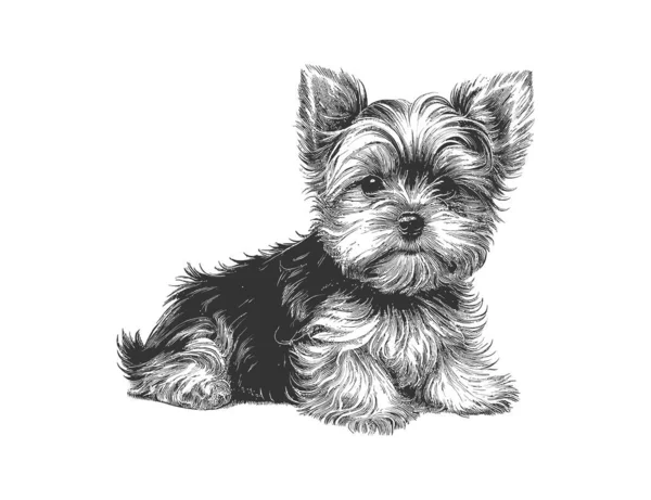 Cute Yorkshire Terrier Cachorro Mão Desenhada Desenho Ilustração Vetorial —  Vetores de Stock