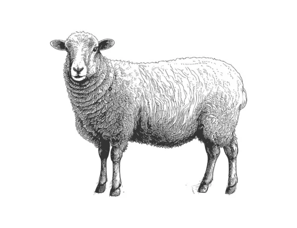 Fazenda Ovelhas Esboço Mão Desenhada Vista Lateral Agricultura Desenho Ilustração — Vetor de Stock