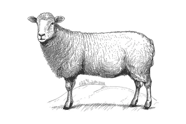 农场羊素描手绘侧视图耕作 矢量图解绘制 — 图库矢量图片