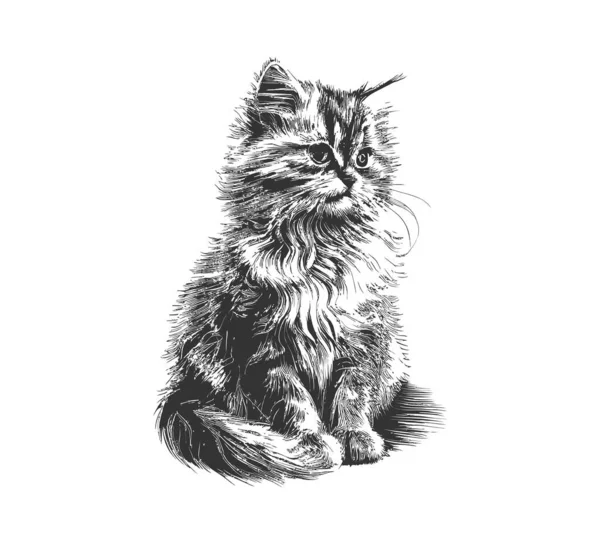 Gato Fofo Sentado Mão Desenhada Esboço Animais Estimação Desenho Ilustração —  Vetores de Stock