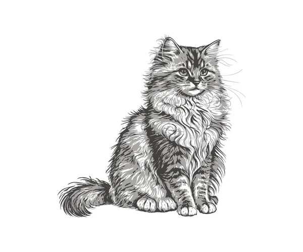 Flauschige Katze Sitzt Handgezeichnete Skizze Haustiere Vektorillustration — Stockvektor
