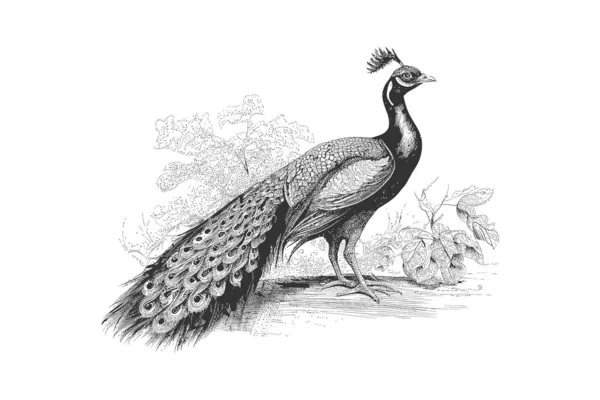 Peacock Sketch Hand Drawn Engraving Style Vector Illustration Desing — Stock Vector