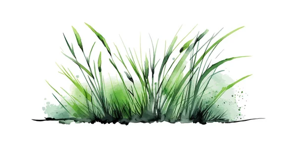 Grama Verde Aquarela Isolada Fundo Branco Desenho Ilustração Vetorial — Vetor de Stock