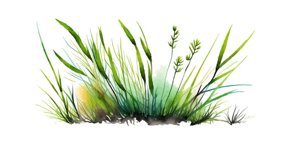 Herbe Aquarelle Verte Isolée Sur Fond Blanc Illustration Vectorielle Desing — Image vectorielle