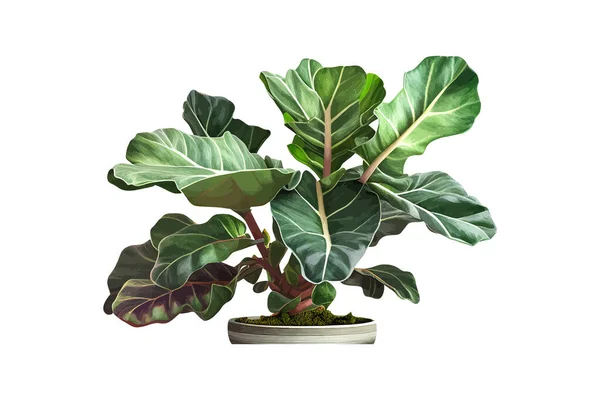 Seltene Pflanze Mit Bunten Blättern Vektor Illustrationsdesign — Stockvektor