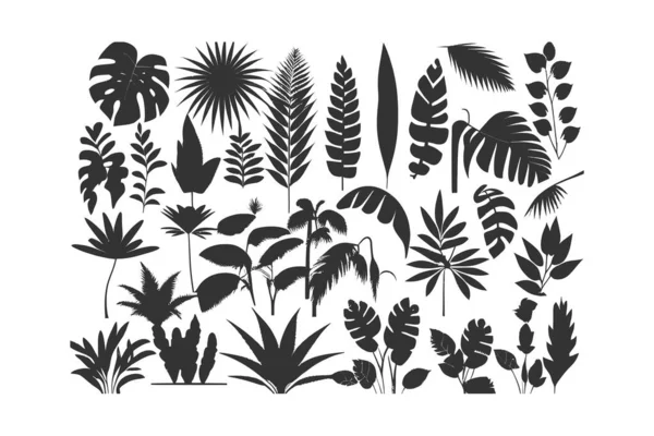 Set Van Zwarte Silhouetten Van Tropische Bladeren Palmen Boom Ontwerp — Stockvector