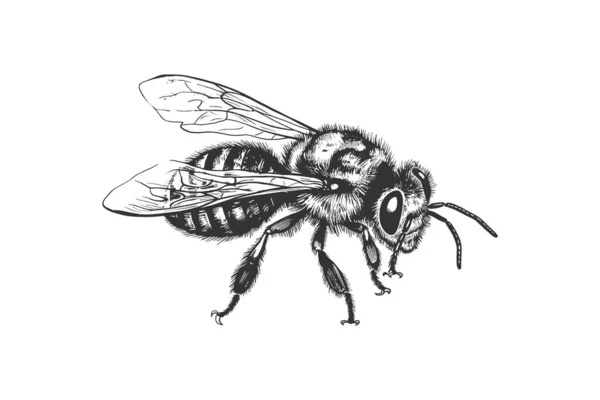Abeille Assise Dessinée Main Esquisse Insectes Illustration Vectorielle — Image vectorielle