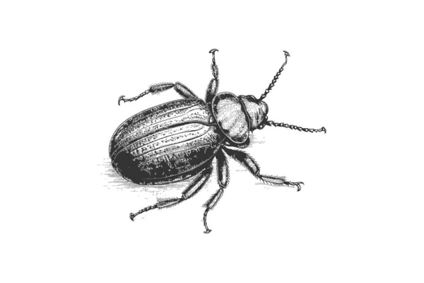 ビートル昆虫の手の彫刻スケッチを描いた ベクターイラストデザイン — ストックベクタ