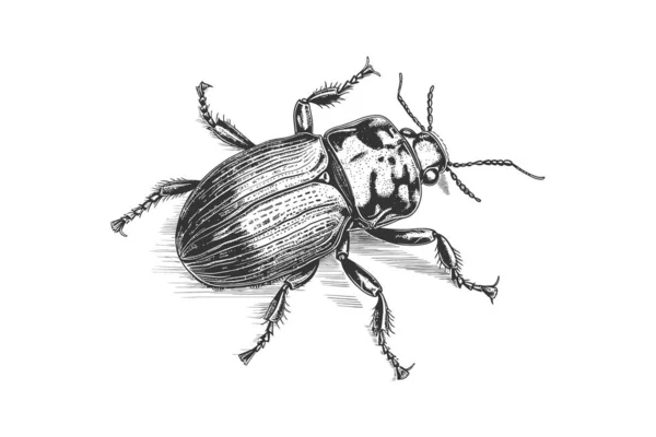 Tangan Serangga Kumbang Menggambar Sketsa Ukiran Desain Ilustrasi Vektor - Stok Vektor