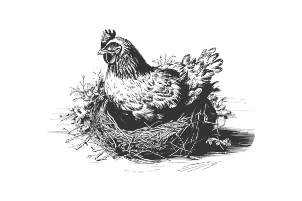 Galinha Que Põe Ovos Ninho Esboço Mão Desenhada Desenho Ilustração — Vetor de Stock