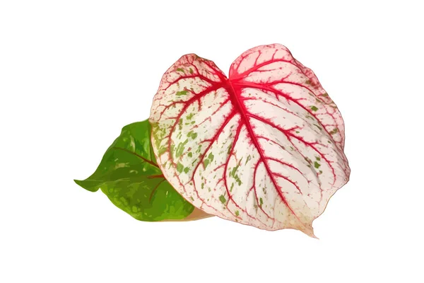 Kırmızı Benekli Beyaz Yeşillikler Süslü Yapraklı Caladium Vektör Illüstrasyon Tasarımı — Stok Vektör