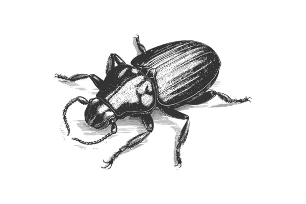 ビートル昆虫の手の彫刻スケッチを描いた ベクターイラストデザイン — ストックベクタ