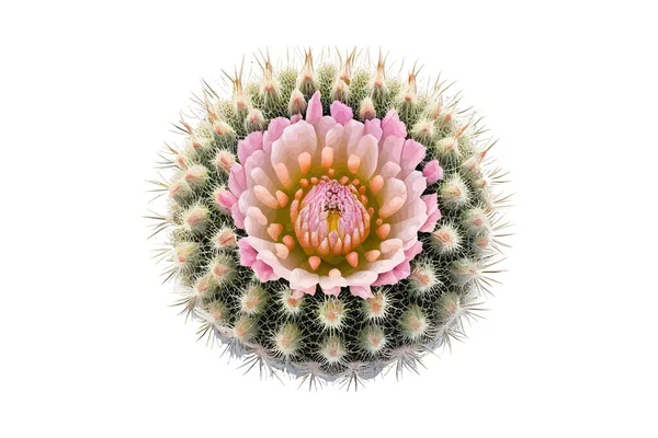 Blütenkaktus Coryphantha Vektor Illustrationsdesign — Stockvektor