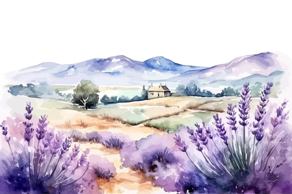 Sommerlandschaft Mit Blühenden Lavendelblütenfeldern Vektor Illustrationsdesign — Stockvektor