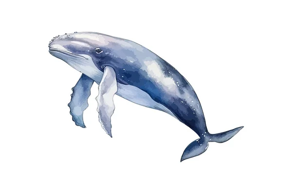 Watercolor Whale Vector Illustration Design — Stock Vector
