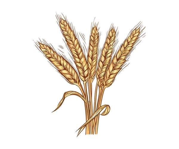 小麦の耳は落書きのスタイルで描かれた手をスケッチします ベクトルイラストデザイン — ストックベクタ