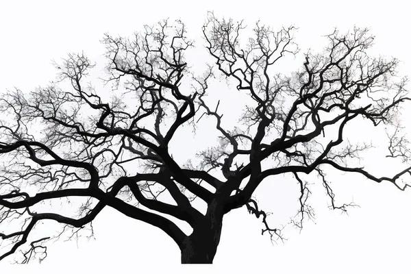 Bare Branches Sessile Oak Tree Sky Silhouette Vector Illustration Desing — Stock Vector