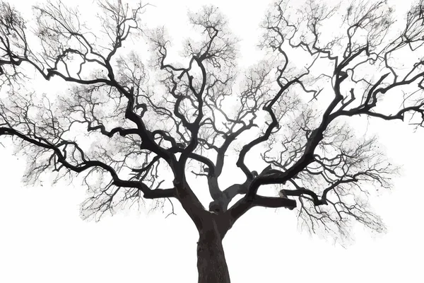 Branches Nues Chêne Sessile Contre Silhouette Ciel Illustration Vectorielle Desing — Image vectorielle