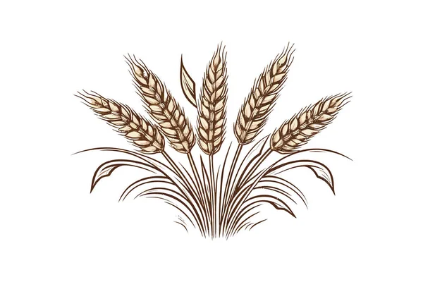 Buğday logosunun kulakları çizim şeklinde çizilmiş. Vektör illüstrasyon tasarımı.