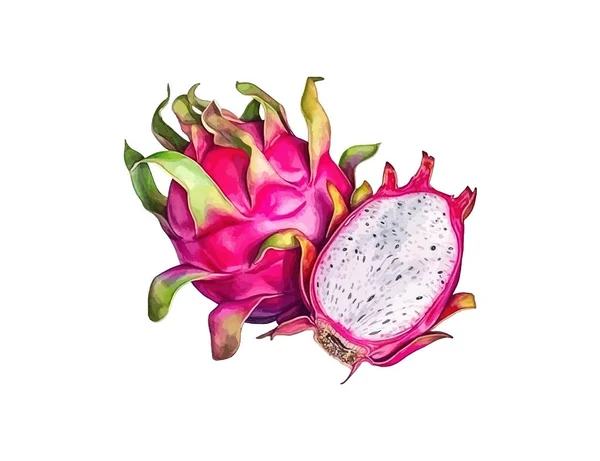 Φρούτα Δράκου Υδατογραφία Ρεαλιστική Σχεδιασμός Εικονογράφησης Διανύσματος — Διανυσματικό Αρχείο