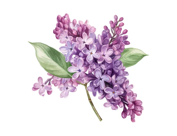 Fleur Lilas Aquarelle Illustration Vectorielle Desing — Image vectorielle