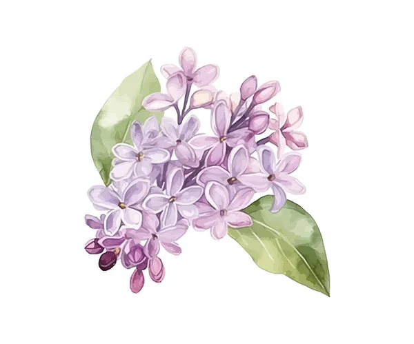 Квітка Бузку Акварель Векторні Ілюстрації Бажання — стоковий вектор