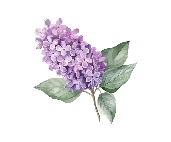 Квітка Бузку Акварель Векторні Ілюстрації Бажання — стоковий вектор